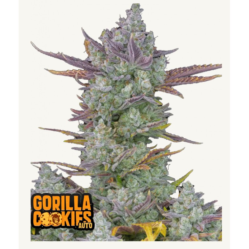 Gorilla Cookies Auto  FastBuds Seeds
