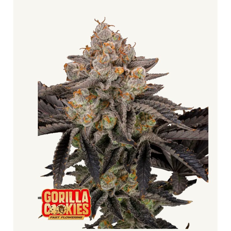 Gorilla Cookies FF · FastBuds Seeds · graines de cannabis · Fem