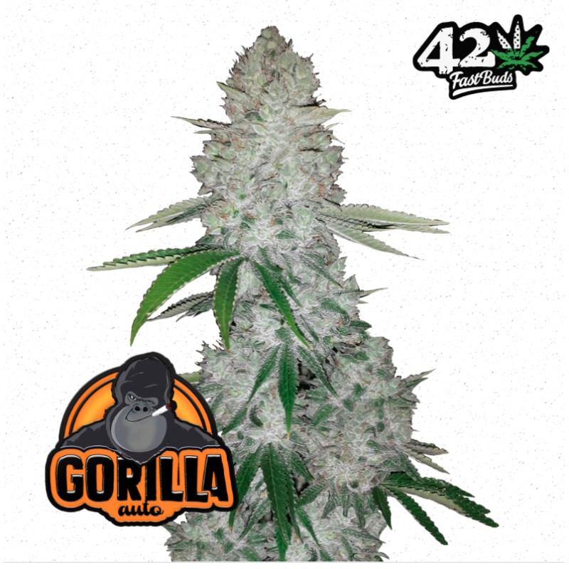 Gorilla Glue Auto – Autoflower Samen FastBuds Seeds