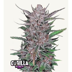 Gorilla Punch Auto ·...