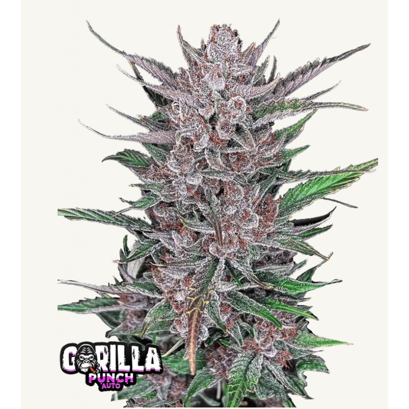 Gorilla Punch Auto · FastBuds Seeds · semillas de marihuana · AutoFem