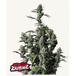 Gorilla Zkittlez Auto ·...