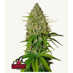 Grapefruit Auto · FastBuds...
