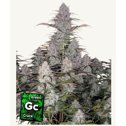 Green Crack Auto · FastBuds...