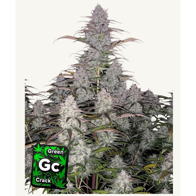 Green Crack Auto: Energia Pura in Automatico | Fast Buds