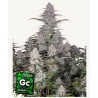Green Crack Auto: Energia Pura in Automatico | Fast Buds