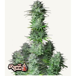 Kosher Cake Auto · FastBuds...
