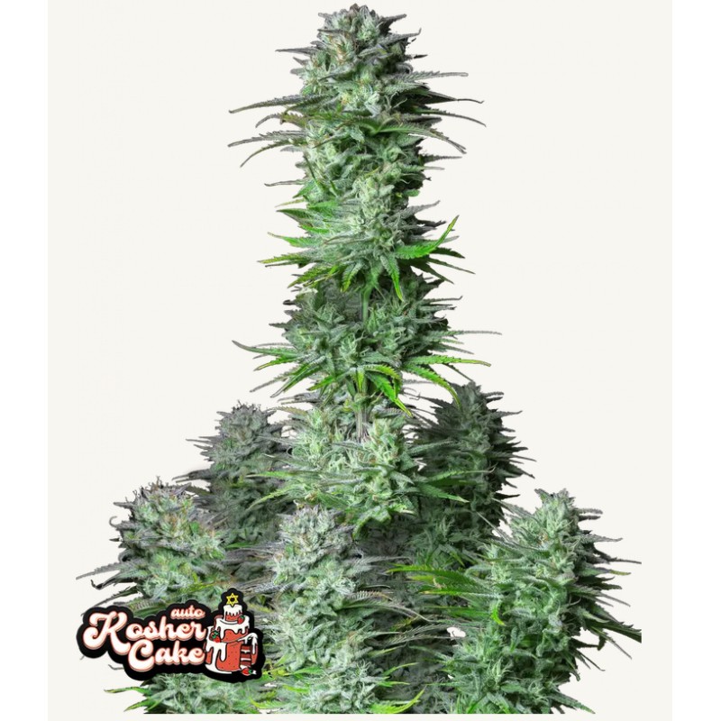 Kosher Cake Auto · FastBuds Seeds · sementes de maconha · AutoFem