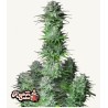 Kosher Cake Auto · FastBuds Seeds · sementes de maconha · AutoFem