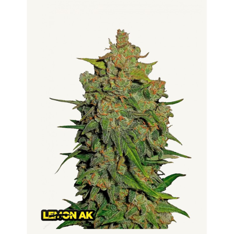 Lemon AK Auto · FastBuds Seeds ·kenevir tohum · Disi · AutoFem