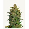 Lemon AK Auto · FastBuds Seeds · cannabis seeds · AutoFem