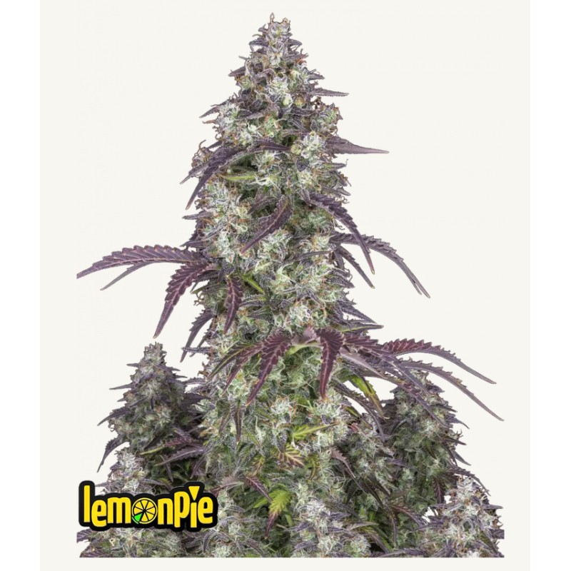 Lemon Pie Auto · FastBuds Seeds. · graines de cannabis · AutoFem
