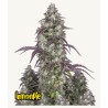 Lemon Pie Auto · FastBuds Seeds. · graines de cannabis · AutoFem