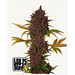 LSD-25 Auto · FastBuds...