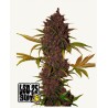 LSD-25 Auto – Fastbuds Autoflowering Samen