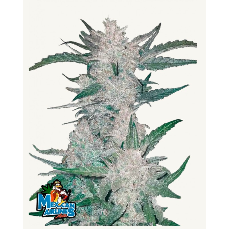 Mexican Airlines Auto · FastBuds Seeds · kaufen cannabis samen · AutoFem