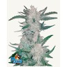 Mexican Airlines Auto · FastBuds Seeds · graines de cannabis · AutoFem
