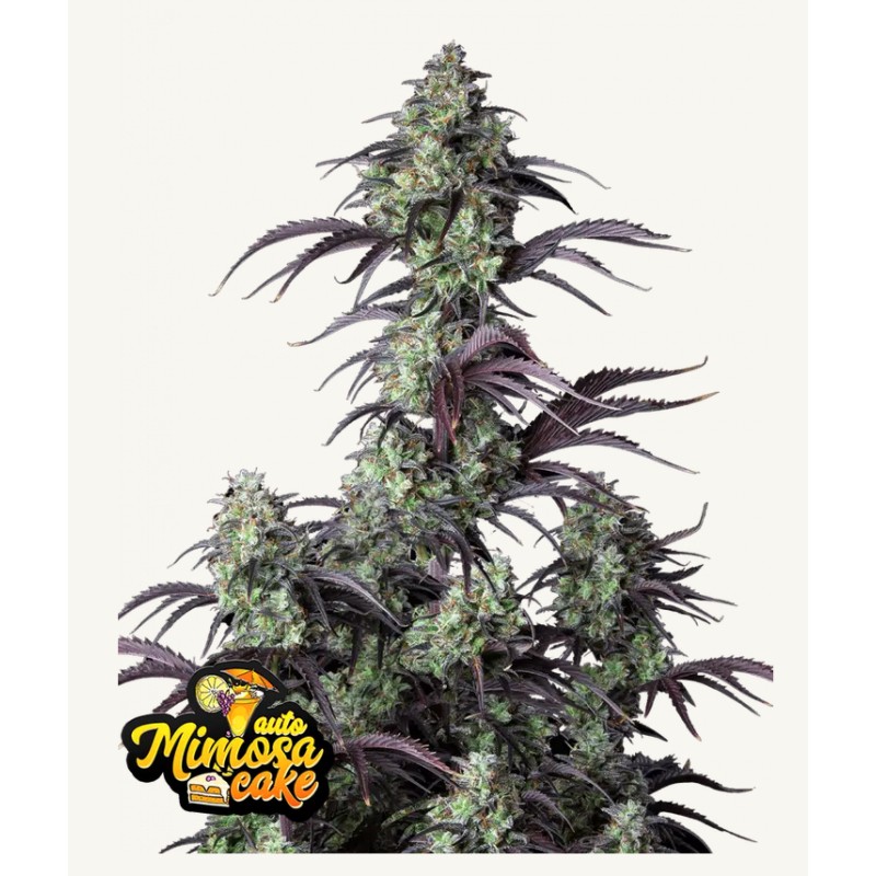 Mimosa Cake Auto · FastBuds Seeds · cannabis seeds · AutoFem
