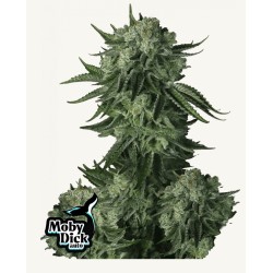 Moby Dick Auto · FastBuds...