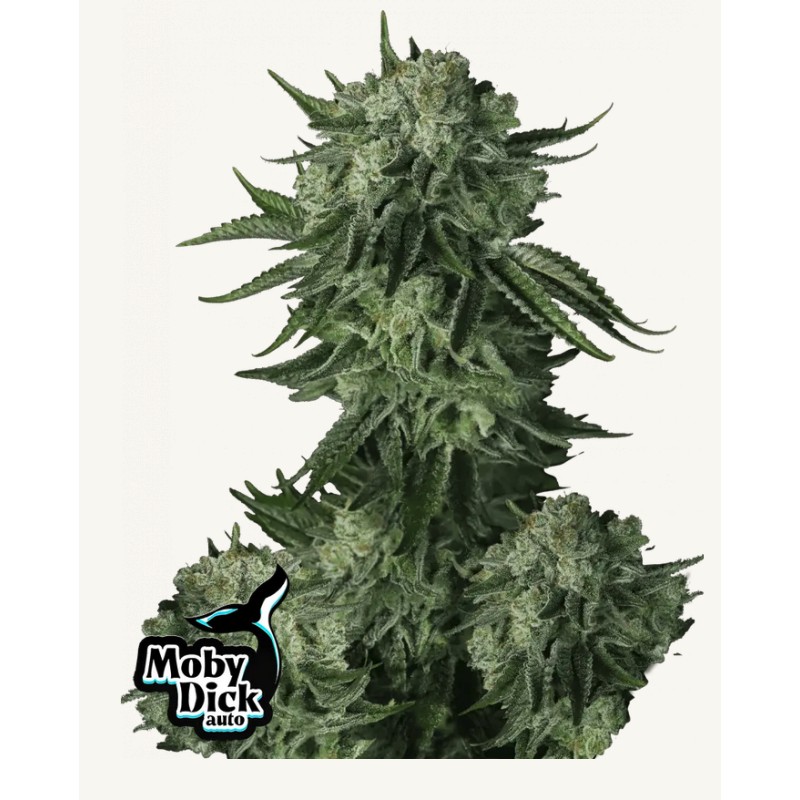Moby Dick Auto · FastBuds Seeds · kaufen cannabis samen · AutoFem