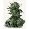 Moby Dick Auto · FastBuds Seeds · kaufen cannabis samen · AutoFem