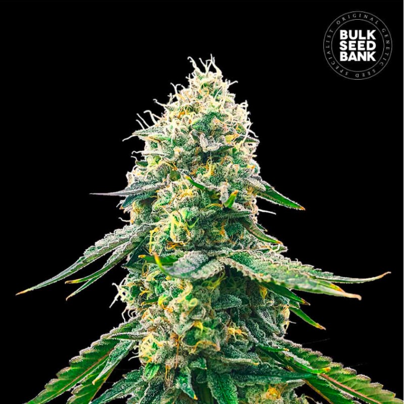 GELATO SAMBA · Bulk Seed Bank · semillas de marihuana · Fem