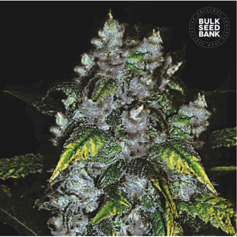 GOOD WILD SHARK · Bulk Seed Bank · sementes de maconha · Fem