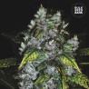 GOOD WILD SHARK · Bulk Seed Bank · semillas de marihuana · Fem