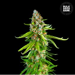 GRANDE CRACK · Bulk Seed Bank · sementes de maconha · Fem