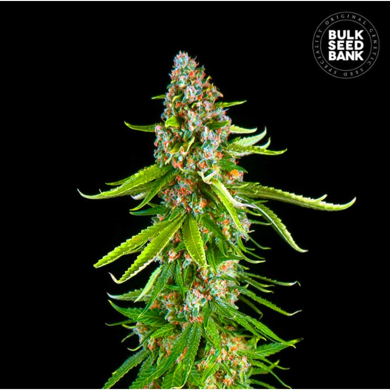 GRANDE CRACK · Bulk Seed Bank · semillas de marihuana · Fem