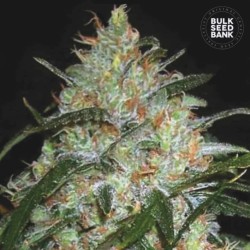 GRAPEFRUIT · Bulk Seed Bank...