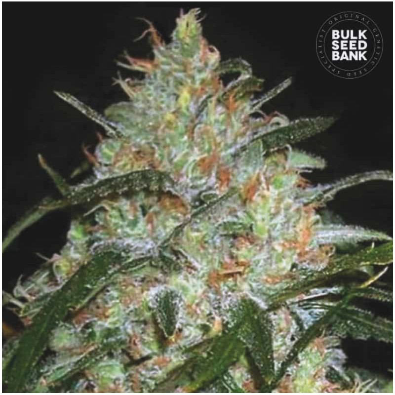 GRAPEFRUIT · Bulk Seed Bank · semillas de marihuana · Fem