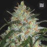GRAPEFRUIT · Bulk Seed Bank · sementes de maconha · Fem