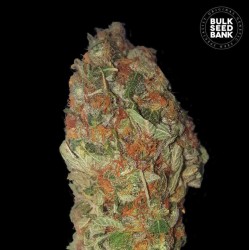 GREEN CANDY · Bulk Seed...