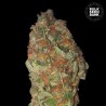GREEN CANDY · Bulk Seed Bank · graines de cannabis · Fem