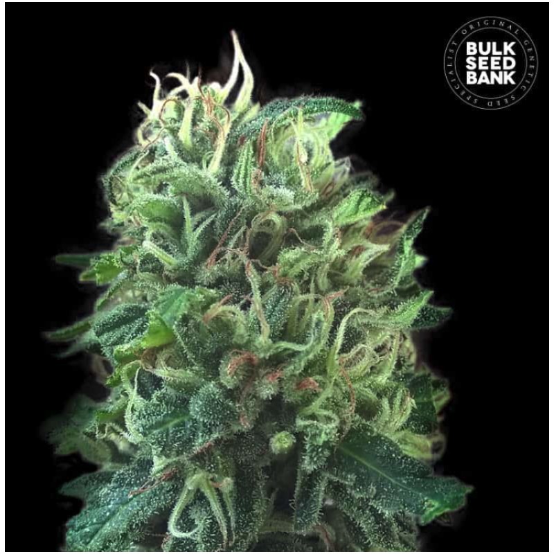 GREEN SCOUT COOKIES · Bulk Seed Bank · sementes de maconha · Fem