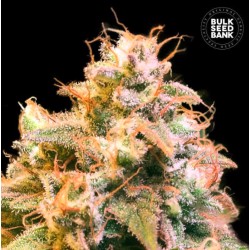 GUERILLA GLUE · Bulk Seed Bank · semillas de marihuana · Fem