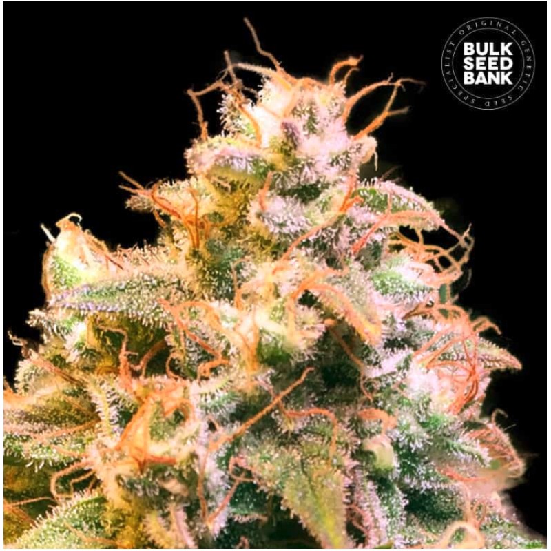 GUERILLA GLUE · Bulk Seed Bank · sementes de maconha · Fem