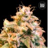 GUERILLA GLUE · Bulk Seed Bank · cannabis samen · Fem