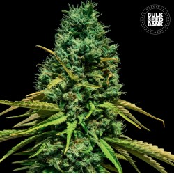 HELL BELLS OG · Bulk Seed...