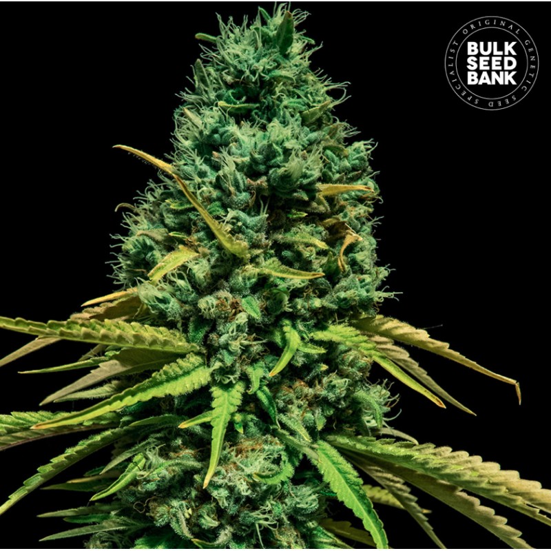 HELL BELLS OG · Bulk Seed Bank · semillas de marihuana · Fem