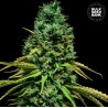 HELL BELLS OG · Bulk Seed Bank · sementes de maconha · Fem