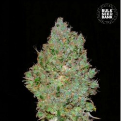 JACK HAIR · Bulk Seed Bank...