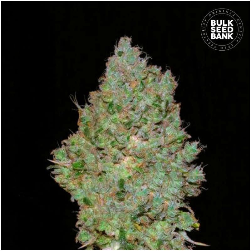 JACK HAIR · Bulk Seed Bank · graines de cannabis · Fem
