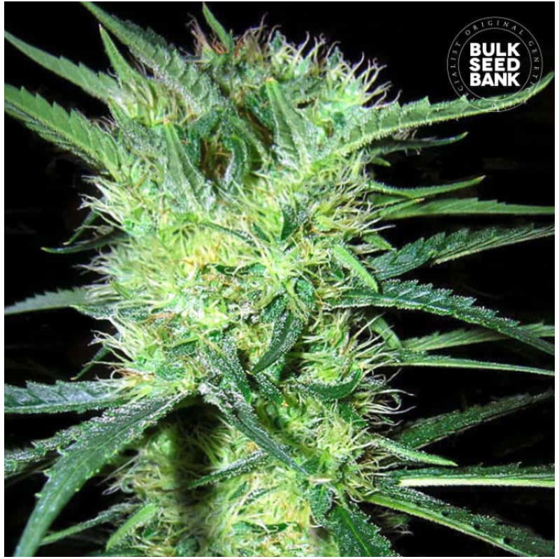 K 2 · Bulk Seed Bank · graines de cannabis · Fem