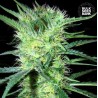 K 2 · Bulk Seed Bank · sementes de maconha · Fem