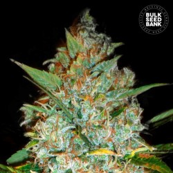 KALI'S MISTERY · Bulk Seed...
