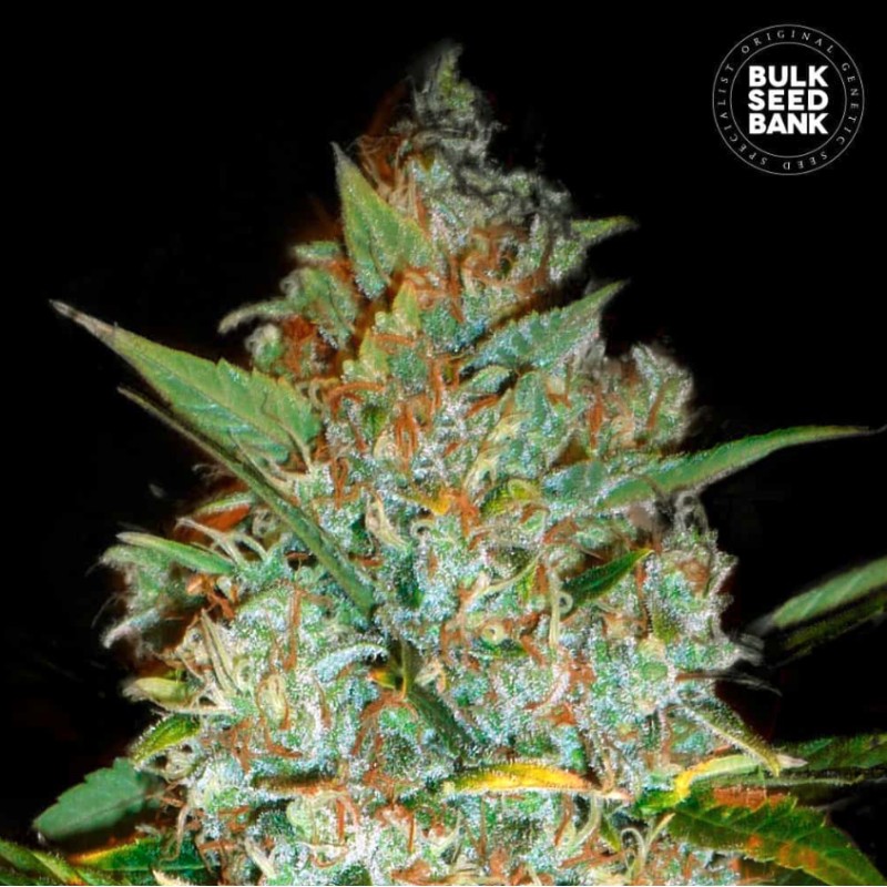 KALI'S MISTERY · Bulk Seed Bank · semillas de marihuana · Fem