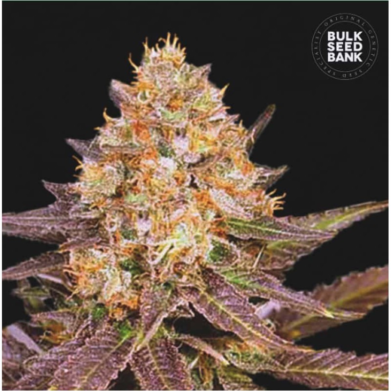 LAVENDER BEST · Bulk Seed Bank · graines de cannabis · Fem
