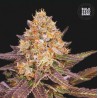LAVENDER BEST · Bulk Seed Bank · kenevir tohum · Fem